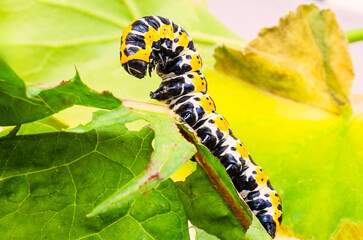 Bright black and yellow elephant hawk moth caterpillar eating leaves closeup in wild nature