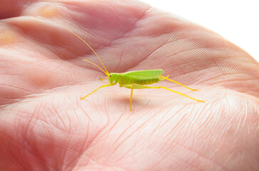 Green katydid nymph or grasshopper with long legs sitting on human hand wildlife