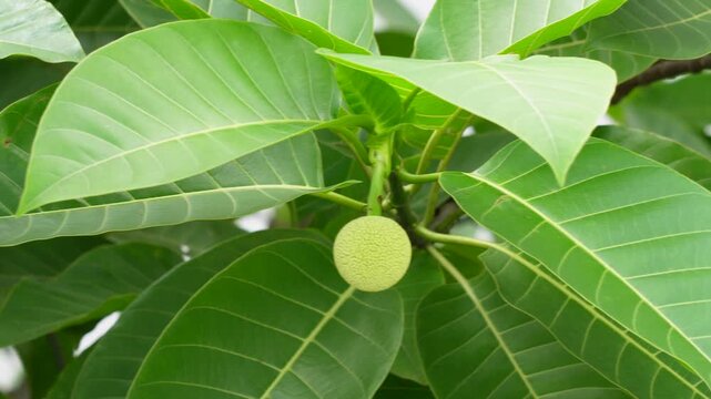 Close-up of the flower bud and leaves of Burflower-tree, known as kadam