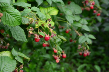 Ripe Raspberries on the branch on the Bush wallpaper