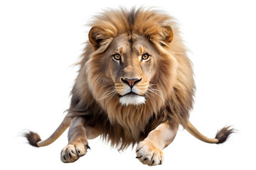 Fototapeta premium A powerful male lion with a majestic mane, crouching and looking forward, isolated on a transparent background