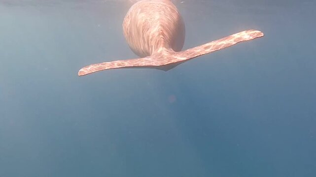 dugong (Dugong dugon) is a large, herbivorous marine mammal belonging to the order Sirenia, closely related to manatees. Found in warm coastal waters from East Africa to Australia, including the Red S