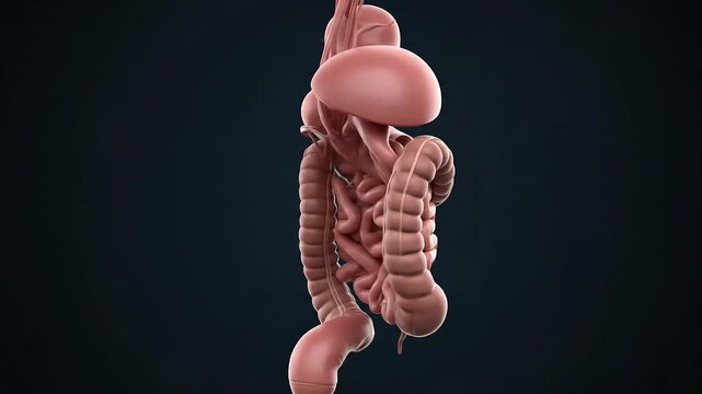 Digestive System 3D Anatomy Animation