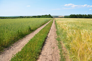 Obraz premium Dirt Road Through Wheat and barley Fields Under a Blue Sky with forest on horizon