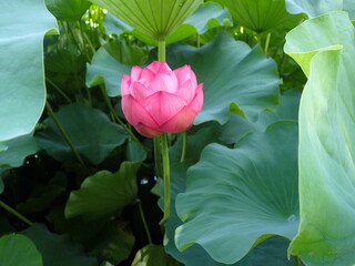 ピンク色の蓮の開花