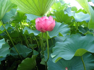 ピンク色の蓮の開花