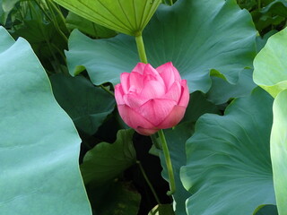 ピンク色の蓮の開花