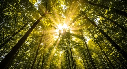 Sunbeams Through Lush Green Canopy: Serene Forest Scene