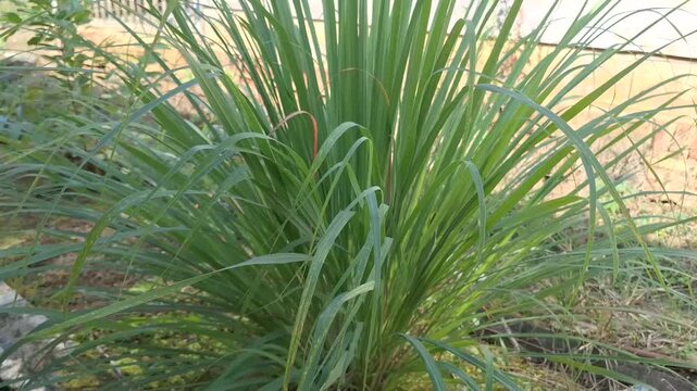 4K Closeup of Lush Green Lemongrass Plant Swaying in the Wind &ndash; Herbal Plant in Tropical Garden