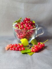 red currants lie on the table and in a transparent glass cup on a gray background