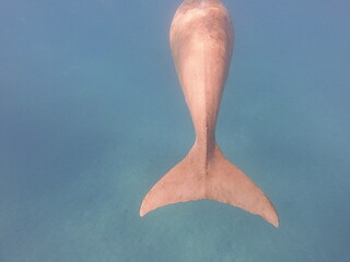 dugong (Dugong dugon) is a large, herbivorous marine mammal belonging to the order Sirenia, closely...