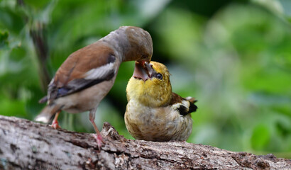 Kernbeisser mit Jungvogel