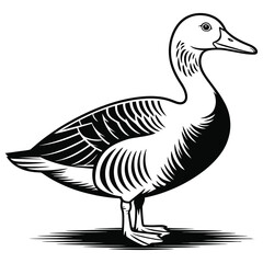 duck isolated on white