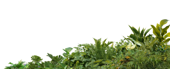 3D render foreground Tropical Plant Green Leaf on transparent background