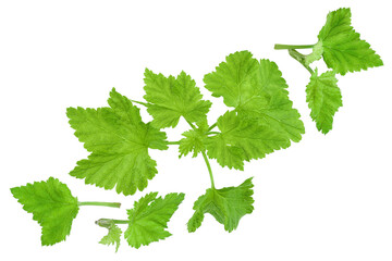 Currant leaves isolated on white background. Top view. Flat lay