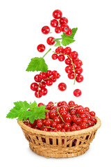 Red currant berries in a wicker basket isolated on white background