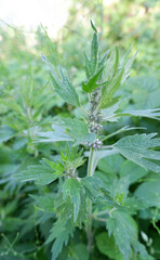 Leonurus cardiaca plant. Mother wort with pink flowers, green stem and leaves.