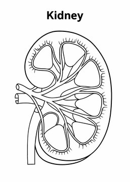 Black line illustration of Cross section anatomy of Kidney