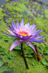 Seerosen-Blüte