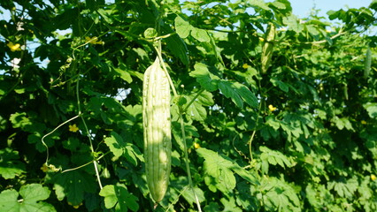 Bitter Gourd Plants And Fruit