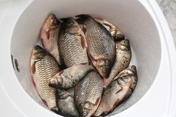 Fresh fish lies in the sink in the kitchen. Crucian carps caught in the lake.
