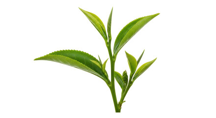 Isolated Fresh Green Tea Leaves