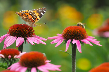 Schmetterling saugt Nektar auf einem rotblühenden Sonnenhut