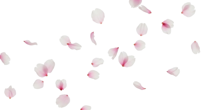 Falling pink cherry blossom petals against a black background elegant floral design