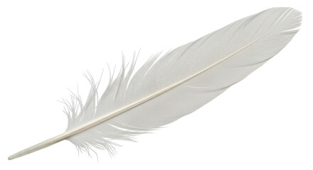 Isolated White Feather