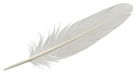 Isolated White Feather
