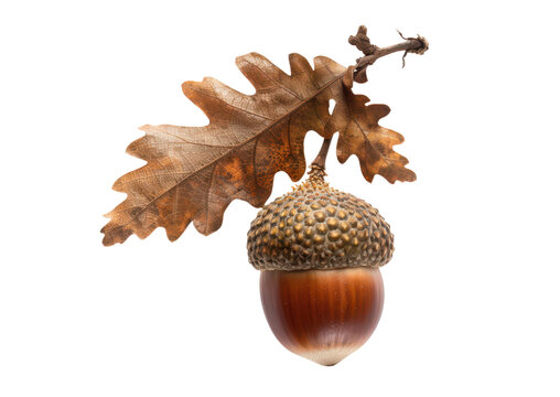 acorn with dry autumnal brown oak leaf isolated on white or transparent png