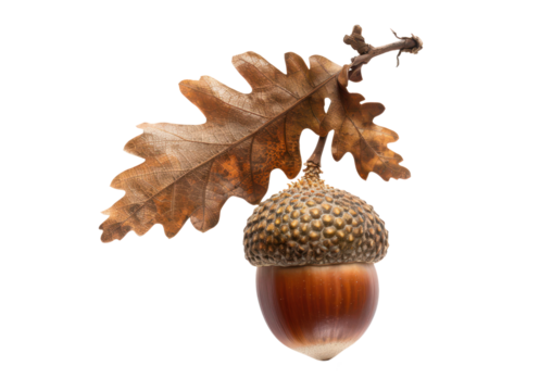 acorn with dry autumnal brown oak leaf isolated on white or transparent png
