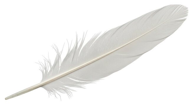 Fototapeta Isolated White Feather