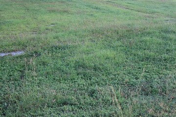 Lush Green Field Texture with Clover and Grass, Ideal for Backgrounds and Overlays offering