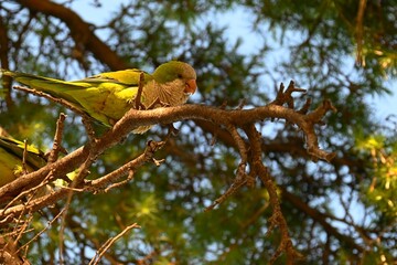 monk parakeet (Myiopsitta monachus), MADRID, Spain
