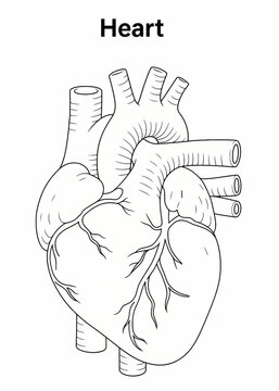 Black line illustration of the Human Heart