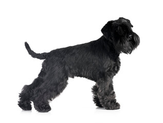 black miniature schnauzer in studio