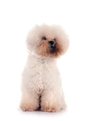 Bichon Frise in studio
