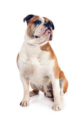 Obraz premium continental bulldog in studio