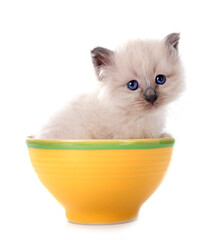kitten birman cat in studio