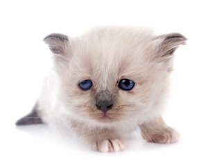 kitten birman cat in studio