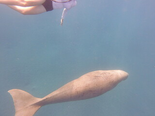 dugong (Dugong dugon) is a large, herbivorous marine mammal belonging to the order Sirenia, closely...