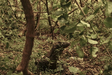Komodo Dragon with Tongue Out