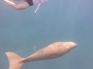 dugong (Dugong dugon) is a large, herbivorous marine mammal belonging to the order Sirenia, closely...
