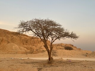 lonely tree in the desert