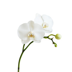Fototapeta premium Close up of white orchid showcasing delicate petals and vibrant details, evoking beauty