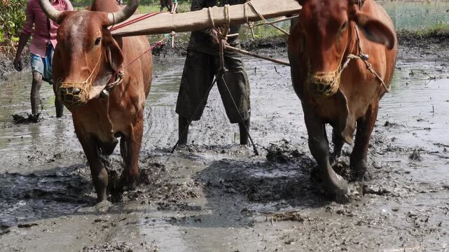 A farmer is ploughing the field with two oxen, a traditional farming method