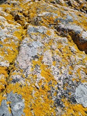 yellow lichen on rock