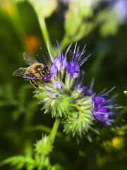 Close-Up of Honeybee on Violet Phacelia — Perfect Pollinator Plant