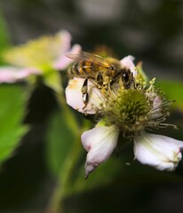 Calm summer moment with a bee
